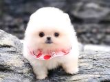 Aa Kalite Safkan  Pomeranian Oğlumuz