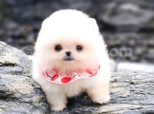 Aa Kalite Safkan  Pomeranian Oğlumuz görsel