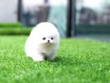 Aa Kalite Safkan  Pomeranian Oğlumuz