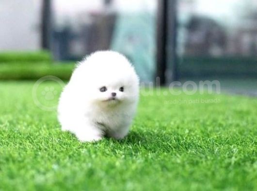 Aa Kalite Safkan  Pomeranian Oğlumuz görsel