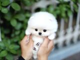 AA Kalite Safkan  Pomeranian Oğlumuz