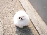 Ayı Surat Pomeranian Boo Yavrularımız