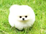 Aa Kalite Safkan  Pomeranian Oğlumuz