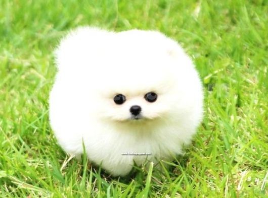Aa Kalite Safkan  Pomeranian Oğlumuz görsel
