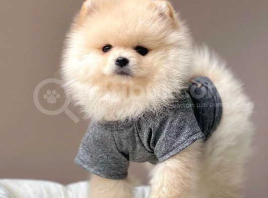 Safkan Pomeranian Boo Yavrularımız