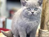 Sevilmli Lilac British Shorthair Erkek Bebek