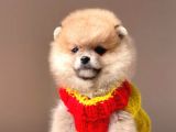 Safkan Pomeranian Boo Yavrularımız