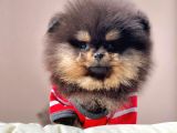 Safkan Pomeranian Boo Yavrularımız