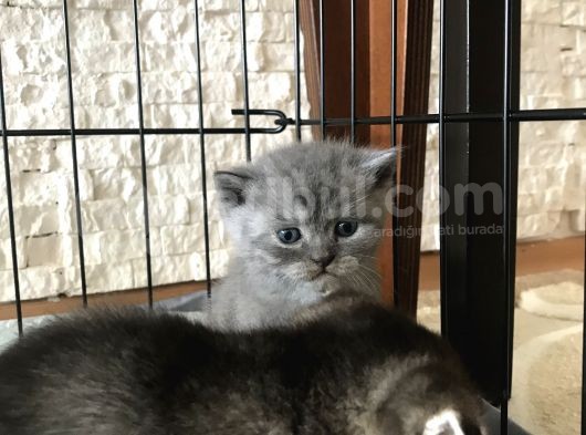 Scottish Fold Ve British Shorthair Yavrular görsel