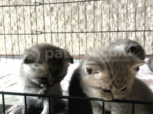Scottish Fold Ve British Shorthair Yavrular görsel