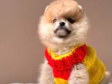 Safkan Pomeranian Boo Yavrularımız