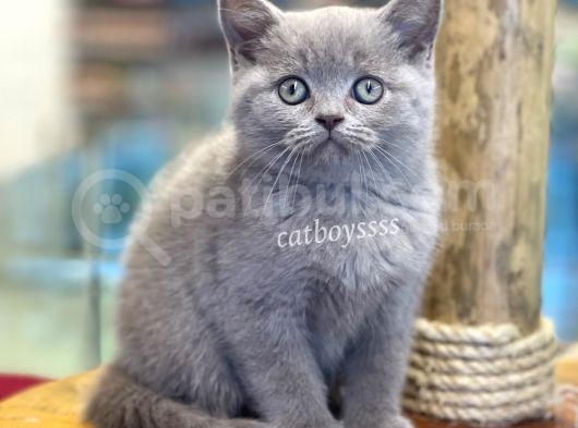 Sevilmli Lilac British Shorthair Erkek Bebek görsel