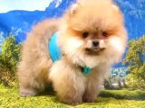 Pomeranian Boo Teddy Bear Yavrular