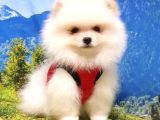 Pomeranian Boo Teddy Bear Yavrular