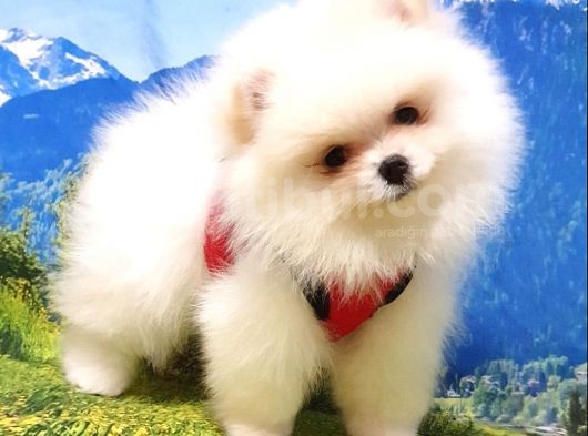 Pomeranian Boo Teddy Bear Yavrular görsel