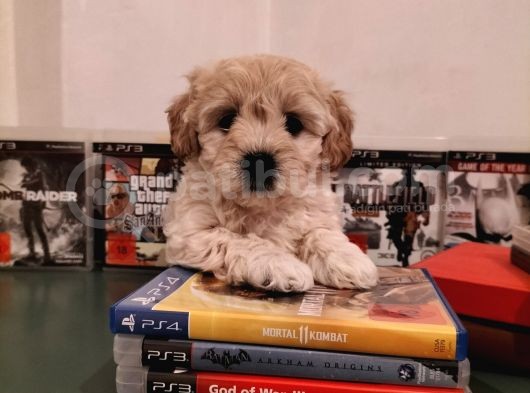 Ev Ortamına Uygun Safkan Maltipoo görsel