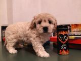 Ev Ortamına Uygun Safkan Maltipoo