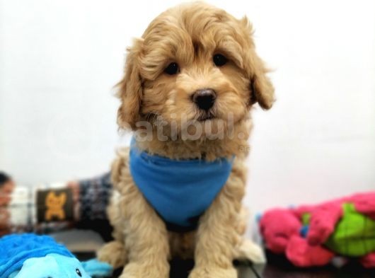 Tüy Dökmeyen Maltipoo Yavrularimiz görsel