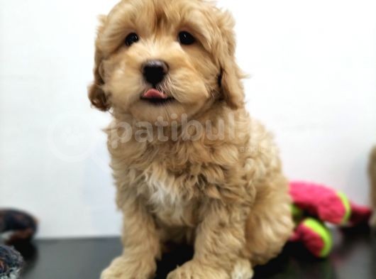 Tüy Dökmeyen Maltipoo Yavrularimiz