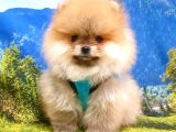 Satılık Pomeranian Boo Yavrularımız