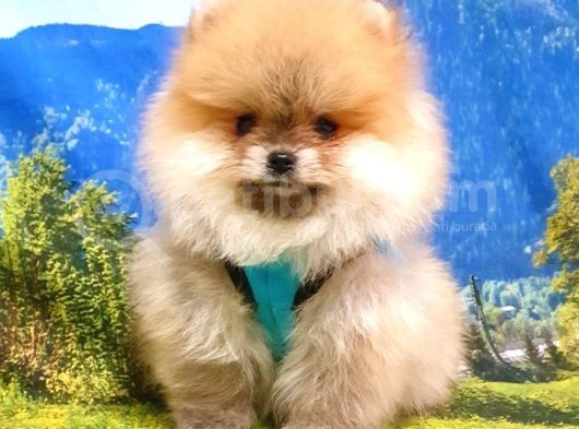 Satılık Pomeranian Boo Yavrularımız görsel