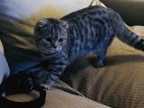 Silver Tabby Dişi Kedim