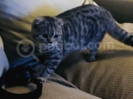 Silver Tabby Dişi Kedim görsel