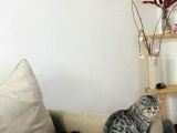 Silver Tabby Dişi Kedim