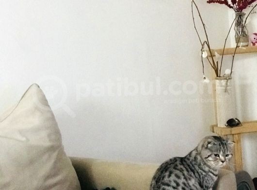 Silver Tabby Dişi Kedim