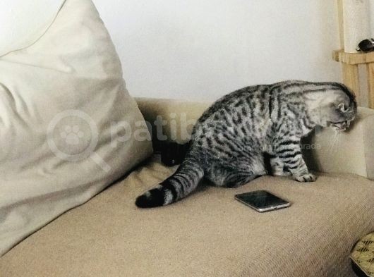Silver Tabby Dişi Kedim görsel