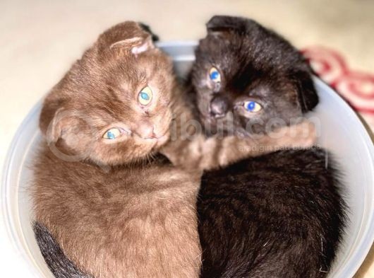 Kahve Scottish Fold  Açıklamayı Okuyun