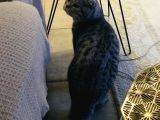 Silver Tabby Dişi Kedim