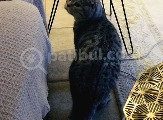 Silver Tabby Dişi Kedim görsel