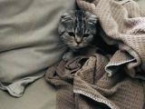 Silver Tabby Dişi Kedim