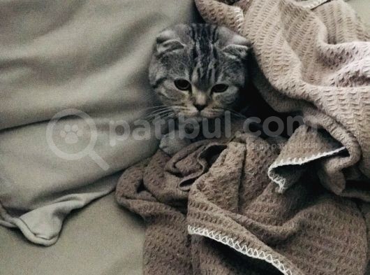 Silver Tabby Dişi Kedim görsel