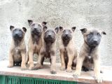Kusursuz Malinois Yavrularimiz