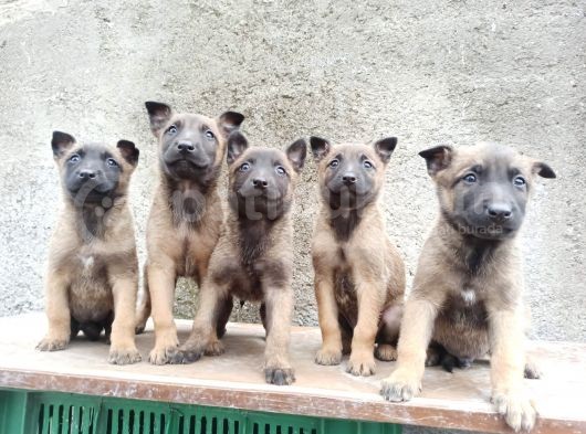 Kusursuz Malinois Yavrularimiz görsel