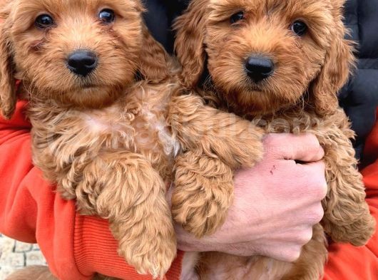 Toy Poodle