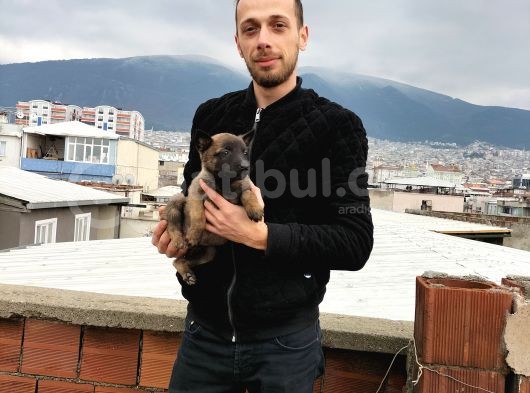 Kusursuz Malinois Yavrularimiz