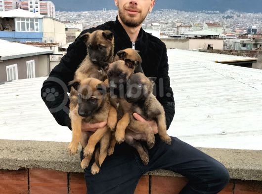 Kusursuz Malinois Yavrularimiz görsel