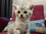 Orji̇nal Anne Babadan Orji̇nal Can Dostu