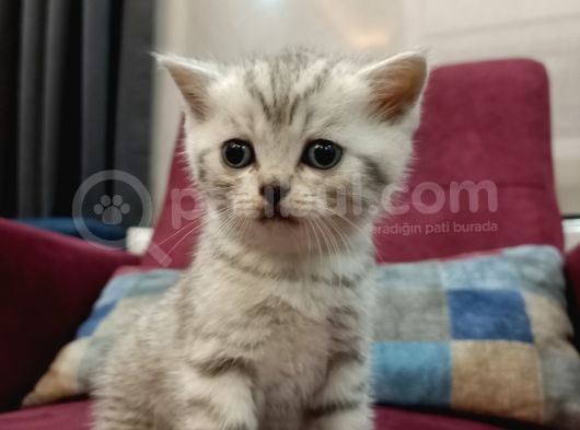 Orji̇nal Anne Babadan Orji̇nal Can Dostu