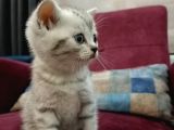 Orji̇nal Anne Babadan Orji̇nal Can Dostu
