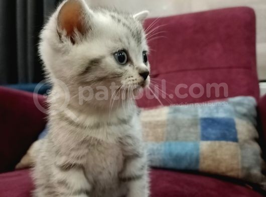 Orji̇nal Anne Babadan Orji̇nal Can Dostu görsel