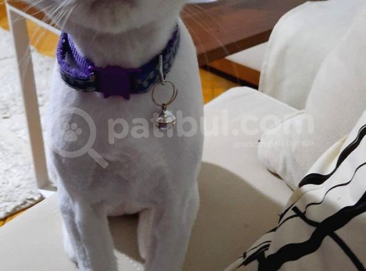 Li̇na British Çi̇pli̇ görsel