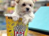 Mini Maltipoo Bebeğimiz