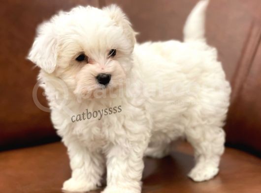 Sevimli Kar Beyaz Maltipoo Yavrumuz görsel