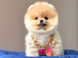 Safkan Teddy Bear Pomeranian Boo Yavrularımız