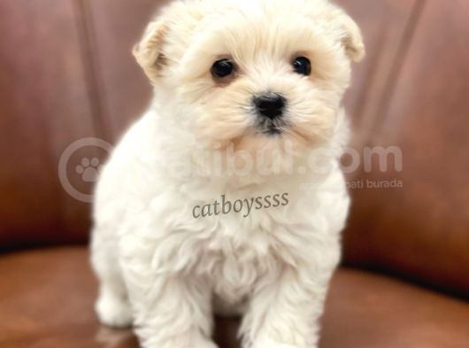 Sevimli Mini Maltipoo Yavrumuz görsel