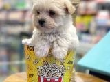 Mini Maltipoo Bebeğimiz